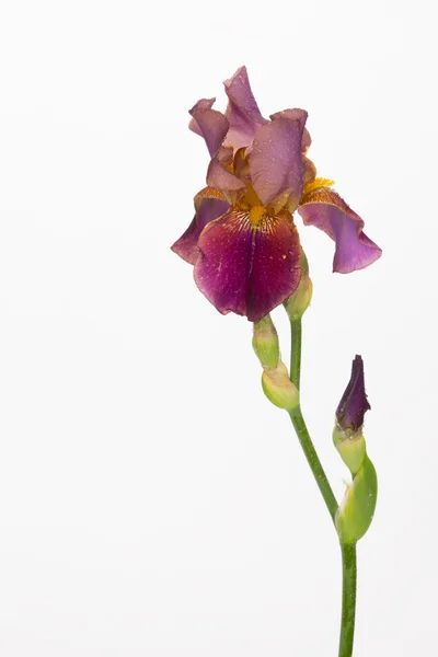 Irys kwiat — Zdjęcie stockowe