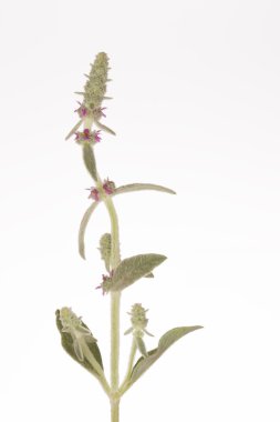 yumuşak tüylü bitki yaprakları