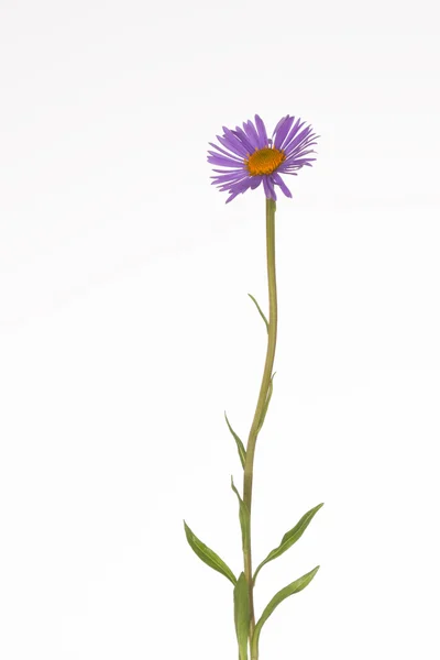 Lilac daisy with a yellow center — Stock Photo, Image