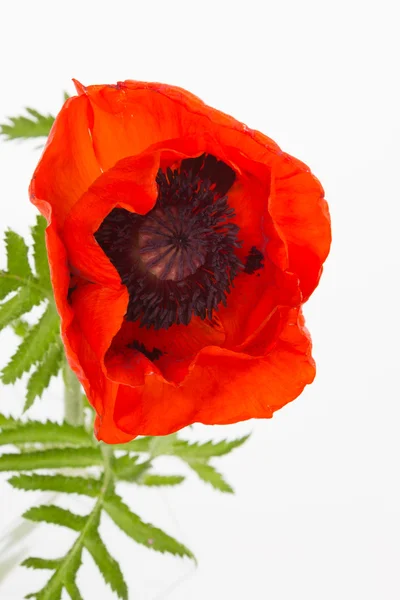 Heldere rode papaver — Stockfoto