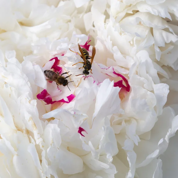 Abeja silvestre y avispa —  Fotos de Stock