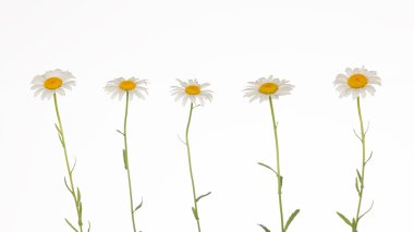 Beş hassas, nazik papatya