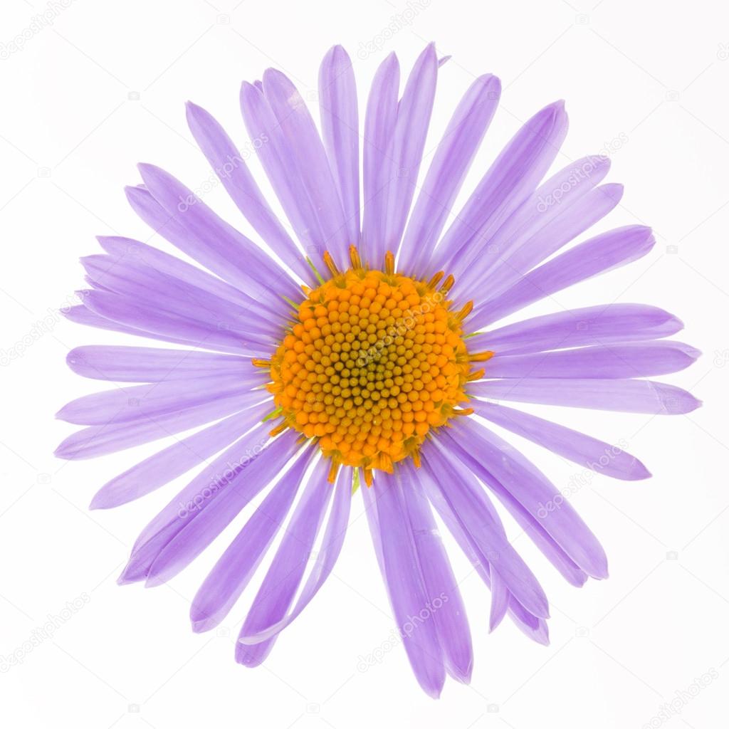 purple daisy 
