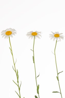 ince sapları üzerinde üç kırılgan papatya