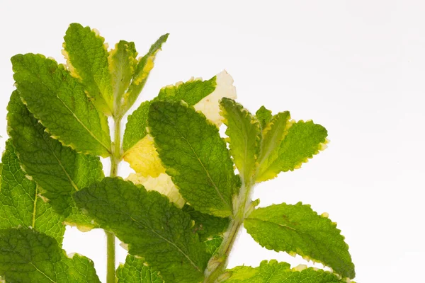 Gevlekt groene munt — Stockfoto