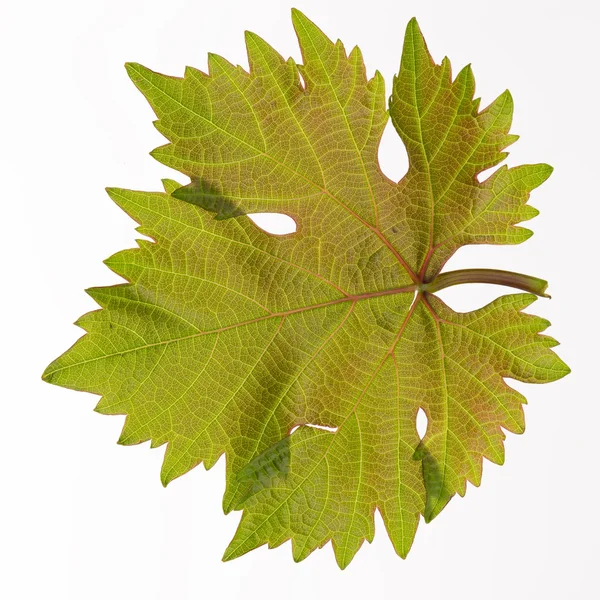 Зеленые красивые виноградные листья — стоковое фото