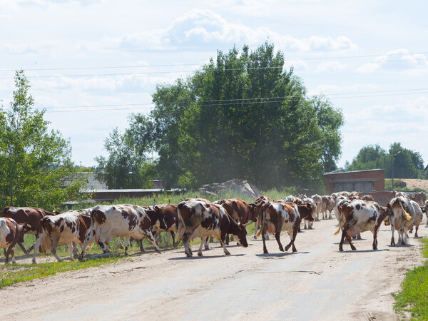 herd of cows is milking