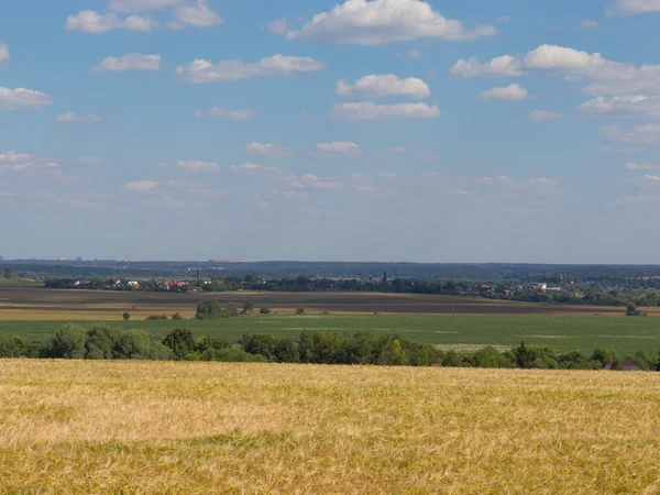 Złote uszy pszenicy — Zdjęcie stockowe