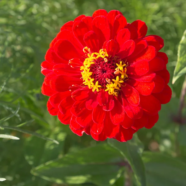 美丽的红色花卉 — 图库照片
