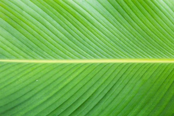Зеленый лист текстуры для фона — стоковое фото