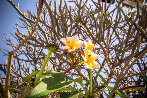 Bela flor branca na Tailândia — Fotografia de Stock