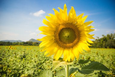 Güneş çiçek ekimi lopburi il Tayland mavi gökyüzü ile