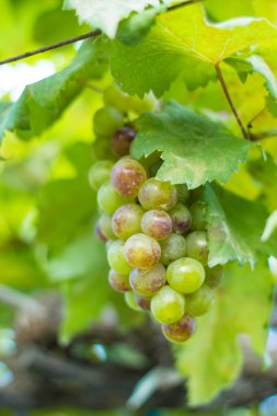 Tayland şaraphane bahçesinde üzüm