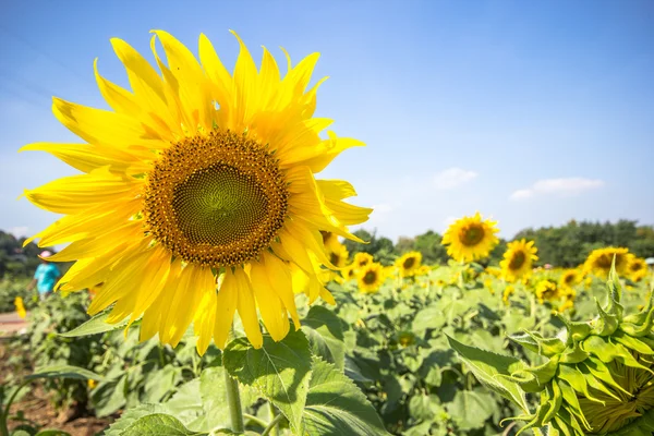Sun flower plantation with blue sky in Lopburi province Thailand — Stock Photo, Image