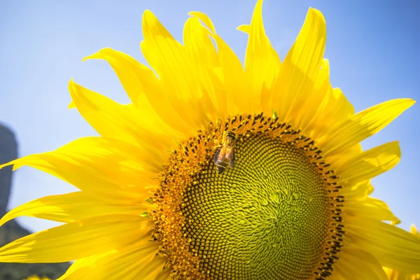 Sun flower plantation with blue sky in Lopburi province Thailand — Stock Photo, Image