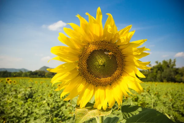 Sun flower plantation with blue sky in Lopburi province Thailand — Stock Photo, Image