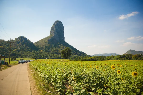 Sun flower plantage med blå himmel i lopburi provinsen thailand — Stockfoto