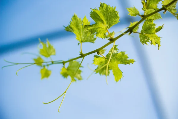 Grape leave in winery yards — Stock Photo, Image