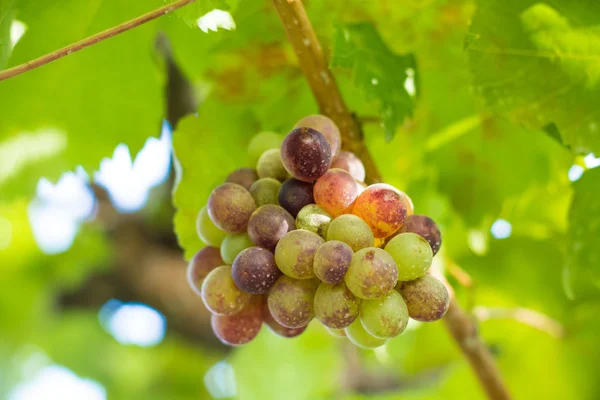Grapes in winery yard in Thailand — Stock Photo, Image