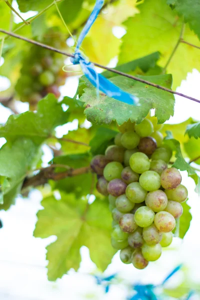 Grapes in winery yard in Thailand — Stock Photo, Image