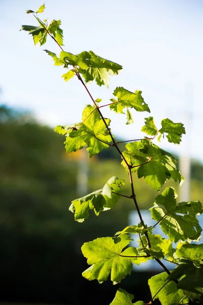 Grape leave in winery yards — Stock Photo, Image