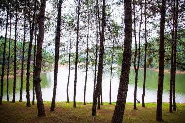 çam ormanı maehongson ili