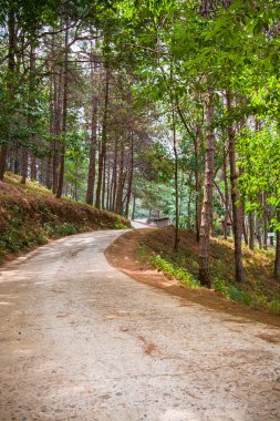 Çam ormanında yol