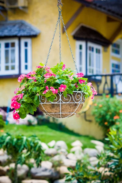 pembe petunya çiçeği asılı sepeti