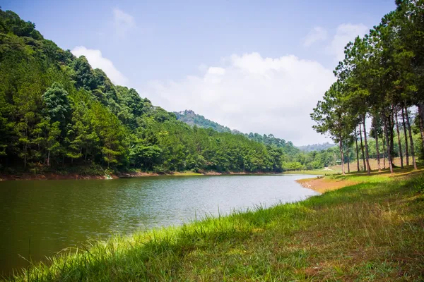 Bella scena naturale di verde foresta e lago — Foto Stock