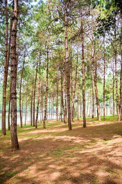 Forêt de pins dans la province de Maehongson — Photo
