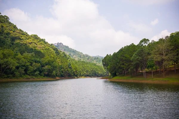 Bella scena naturale di verde foresta e lago — Foto Stock