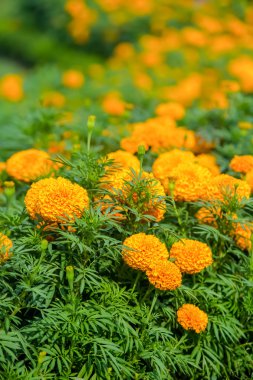 Afrika marigold çiçek