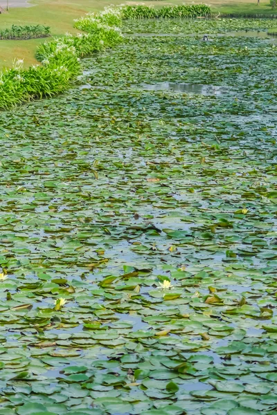 Lotus leaves and bird on the pond — Stock Photo, Image