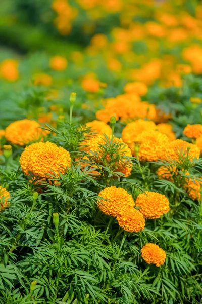 African marigold flower — Stock Photo, Image