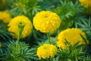 Afrika marigold çiçek