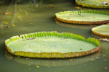 Dev nilüfer rama 9 royal Garden kanalına