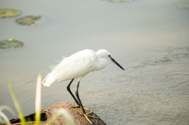 rama 9 Bahçe Tayland beyaz ak balıkçıl
