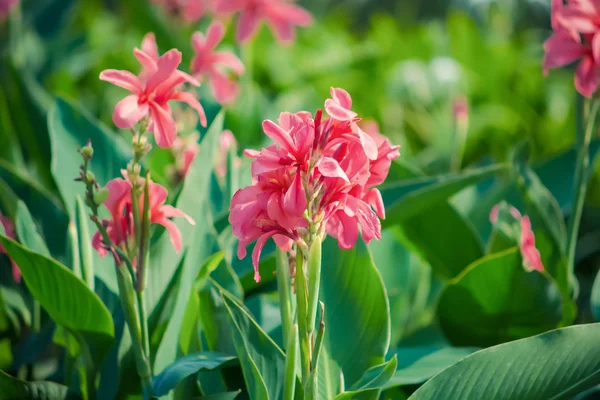 pembe canna flowes doğaya
