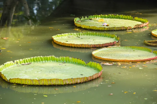 Gigante ninfee nel canale del giardino reale Rama 9 — Foto Stock