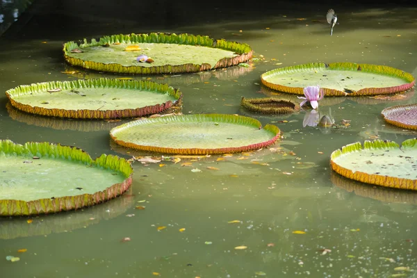 Giant Water Lily in the canal at the Rama 9 Royal garden — Stock Photo, Image