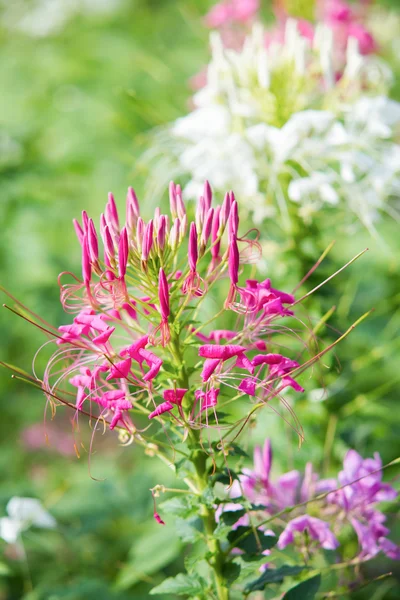 Roze spider bloem of cleome spinosa in thailand — Stockfoto