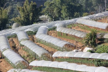 kasımpatı çiçekleri çiftlikte Inthanon dağ