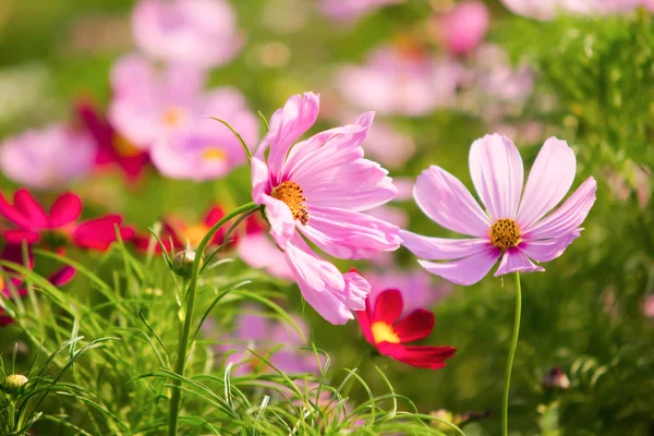 Fleurs Cosmos dans le jardin Rama 9 à Bangkok, Thaïlande — Photo