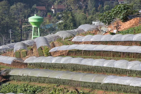 Ferme de fleurs de chrysanthème sur la montagne Inthanon — Photo