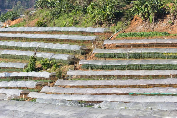 Chrysanthemenblütenfarm auf dem Inthanon-Berg — Stockfoto