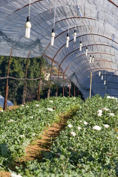 Chrysanthemum flowers farm — Stock Photo, Image