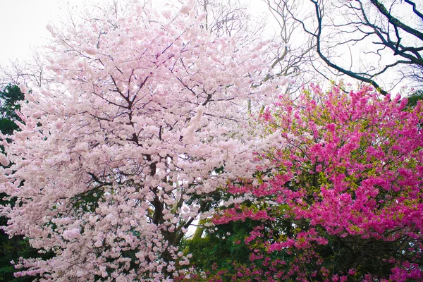 Bela flor de cereja branca (sakura) tiro no japão — Fotografia de Stock