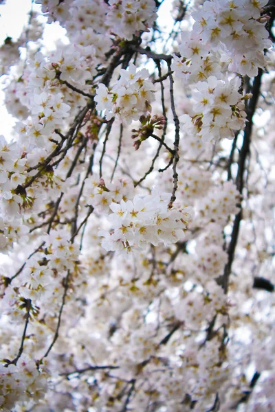 일본에 총을 아름 다운 하얀 벚꽃 (사쿠라) — 스톡 사진