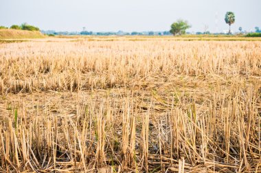 hasat sonra Tayland pirinç alan