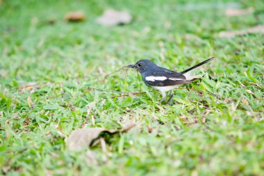 küçük bir oryantal magpie robin siyah ve beyaz çizgili tropikal